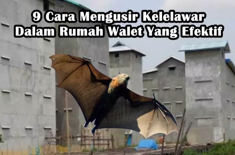 9 Cara Mengusir Kelelawar Dalam Rumah Walet Yang Efektif