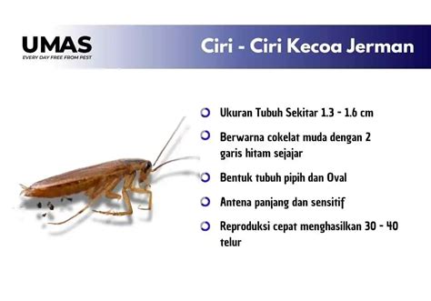Cara Membasmi Kecoa Jerman: Panduan Lengkap Agar Rumah Bebas Hama