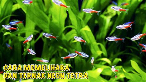Cara Memelihara Ikan Neon Tetra: Panduan Lengkap Paling Ampuh Untuk Pemula