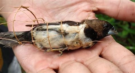 Cara Menangkap Burung Gereja: Panduan Santai Sambil Dengar Playlist Musik