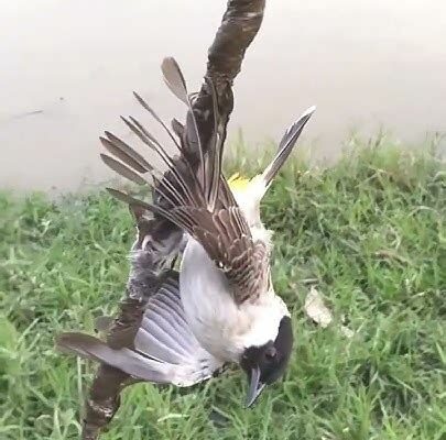 Cara Menangkap Burung Kutilang dengan Playlist MP3 Pikat Paling Ampuh