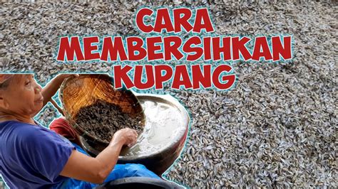 Cara Menangkap Kupang Paling Ampuh dan Praktis untuk Pemula