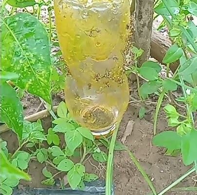 Cara Menangkap Lalat Buah dalam 5 Langkah Mudah (Terbukti Berhasil)