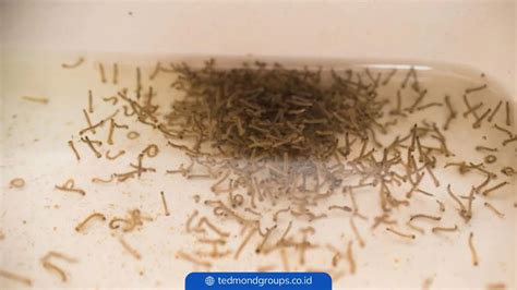 Panduan Lengkap: Cara Ampuh Menghilangkan Jentik Nyamuk di Rumah