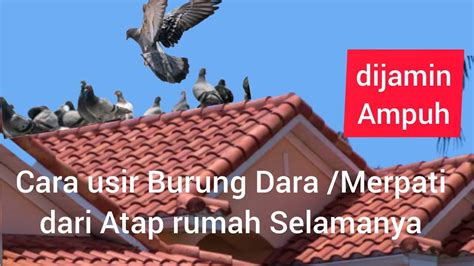 Cara Mengusir Burung Dara Paling Ampuh Pakai Playlist Musik Terbaik