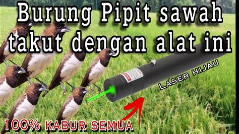 Cara Mengusir Burung di Sawah Paling Ampuh Agar Panen Melimpah