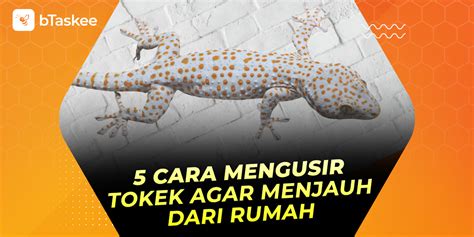 Cara Mengusir Cicak dan Tokek dari Rumah Sambil Menikmati Playlist Musik Favorit