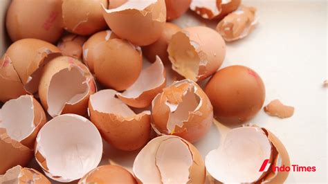 Cara Mengusir Curut Dengan Bahan Alami Paling Ampuh Tanpa Racun