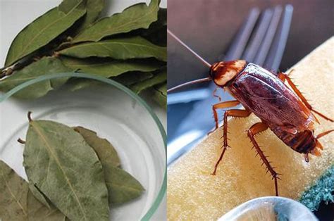 Cara Mengusir Kecoa dengan Daun Salam: Panduan Alami Paling Ampuh