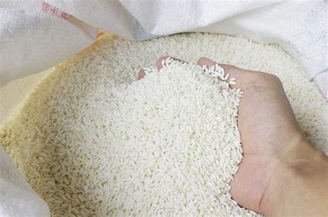 Cara Mengusir Kutu Beras dalam Karung yang Paling Ampuh dan Alami