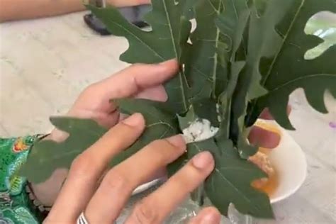 Cara Mengusir Lalat dengan Daun Pepaya: Panduan Alami Paling Ampuh