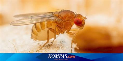 Cara Mengusir Lalat di Siang Hari: Panduan Ampuh Sambil Dengerin Musik