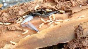 Cara Mengusir Rayap di Lemari: Tips Ampuh Sambil Dengerin Musik Asik