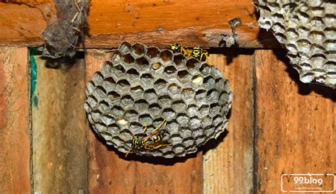 Cara Mengusir Sarang Tawon di Atap Rumah Paling Ampuh dan Aman