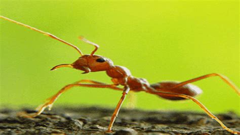 Cara Mengusir Semut Rangrang Sambil Menikmati Playlist Musik Favorit Anda