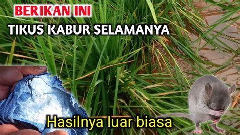 Cara Mengusir Tikus di Sawah dengan Kapur Barus yang Ampuh dan Murah
