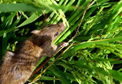 Cara Mengusir Tikus di Sawah Paling Ampuh Sambil Update Playlist Musik Terbaru